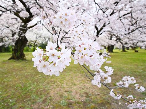 小櫻花樹|日本櫻花2024｜認識7大櫻花品種花期：河津櫻/吉野 